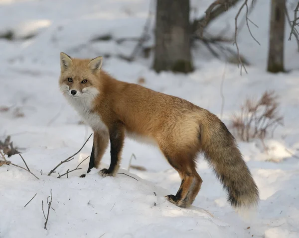 Red fox close-up looking at camera in the winter season in its environment and habitat with snow forest background displaying side view, bushy fox tail, fur. Fox Image. Picture. Portrait. Fox Stock Photo.