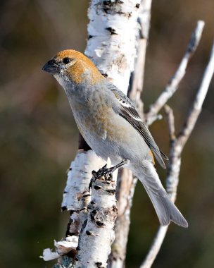 Pine Grosgaga 'nın yakın plan profil görüntüsü, çevresi ve doğal ortamında bulanık bir arka plana sahip. Görüntü. Görüntü. Portre. 