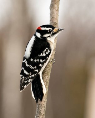 Ağaçkakanın yakın plan profil görüntüsü ağaç dalına tırmanıyor ve ormandaki bulanık arka planlı tüy tüyünü ve yaşam alanını gösteriyor. Görüntü. Görüntü. Portre. 