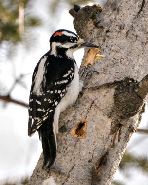 Ağaçkakan erkek yakından profil görüntüsü ağaç gövdesine tırmanıyor ve çevresindeki tüyleri ve arka plandaki bulanık yaşam alanını gösteriyor. Görüntü. Görüntü. Portre. 