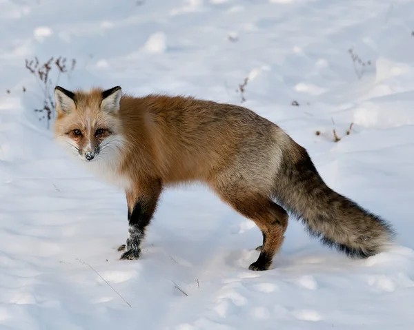 Red fox close-up profile side view in the winter season in its environment and habitat with blur snow background displaying bushy fox tail, white mark paws, fur. Fox Image. Picture. Portrait. Unique Fox.