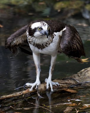 Suda Osprey 'nin yakın plan profil görüntüsü açık kanat, kuyruk, kafa, göz, gaga ve doğal ortamını gösteriyor.
