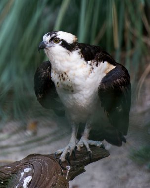 Osprey, yaşam alanı ve ortamında bulanık yeşillik arka planına sahip bir kütüğe tünemiş profil görüntüsü.