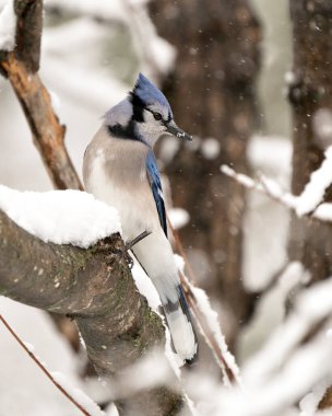 Mavi Jay kuşu kış mevsiminde kar yağan bir dala tünemiş ve çevresindeki bulanık bir arka plan ve mavi ve beyaz tüyleri sergiliyordu..