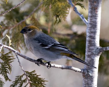 Pine Grosgaga dişisinin yakın plan profil görüntüsü, çevresi ve doğal ortamında bulanık bir arka plana sahip. Görüntü. Görüntü. Portre. Grosgaga Stok Fotoğrafı.