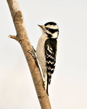 Ağaçkakanın yakın plan profil görüntüsü ağaç dalına tırmanıyor ve ormandaki bulanık arka planlı tüy tüyünü ve yaşam alanını gösteriyor. Görüntü. Görüntü. Portre. Ağaçkakan Stok Fotoğrafı.