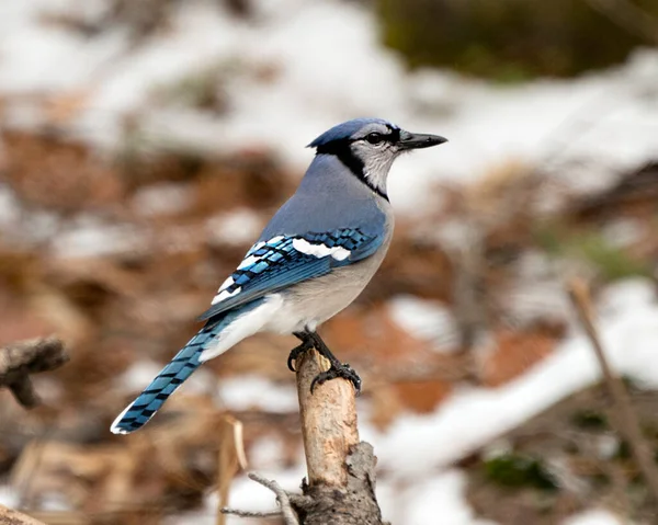 Blue Jay bird perched on a branch in the winter season with a blur background in its environment and habitat displaying blue and white feathers.