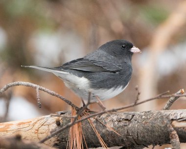 Junco kuşu, gri tüy tüyünü, başını, gözünü, gagasını, ayaklarını, çevresini ve yaşam alanını bulanık gösteren bir dala tünemişti..