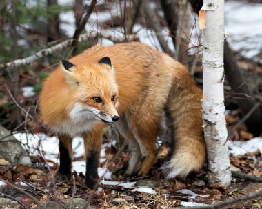 Kızıl Tilki 'nin yakın plan profil görüntüsü kulakları arkada ve kış mevsiminde tüylü kuyruğu bulanık arka planda ve çevresinin ve habitatının tadını çıkarıyor. Tilki Resmi.