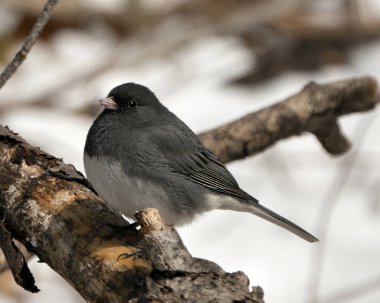 Junco kuşu, gri tüy tüyünü, başını, gözünü, gagasını, ayaklarını, çevresini ve yaşam alanını bulanık gösteren bir dala tünemişti..