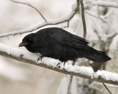 Kuzgun kuş, karlı bir dala tünemiş ve kara tüylerinin üzerine kar yağan bulanık bir orman arka planına sahipti. Çevresinin ve yaşam alanının tadını çıkarıyordu..