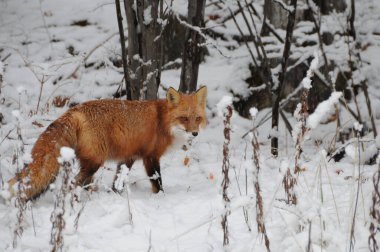 Kızıl tilki, kış mevsiminde çevresine ve yaşam alanına yakından bakar. Ağaçların arka planında tüylü tilki kuyruğu ve kürkü görülür. Fox Image 'da. Görüntü. Portre. 