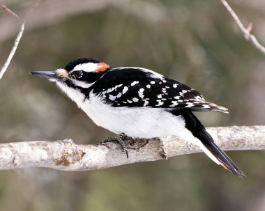 Ağaçkakan, ağaç dalına tüy tüyü serpiştirerek ormanın arka planında bulanık bir yaşam alanı oluşturur. Görüntü. Görüntü. Portre.