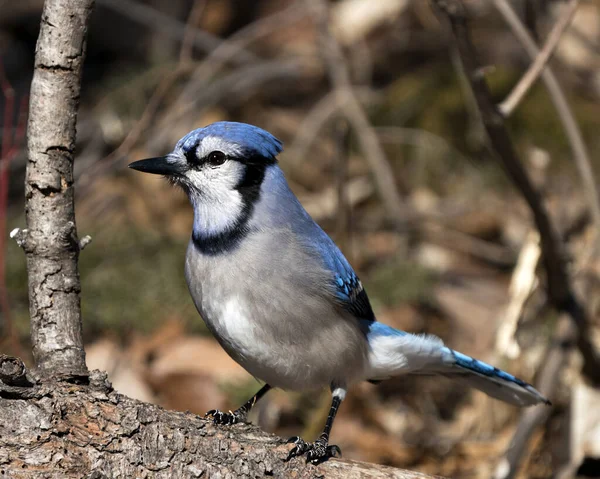 Blue Jay bird close-up profile view, perched with a blur background displaying blue and white feathers in  its environment and habitat. Blue Jay Photo Stock. Image. Picture. Portrait.