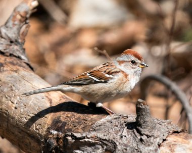 Serçe 'nin yakın plan profili bulanık bir arka plana sahip bir dala tünemiş ve çevresinin ve yaşam alanının tadını çıkarıyordu. Görüntü. Görüntü. Portre.