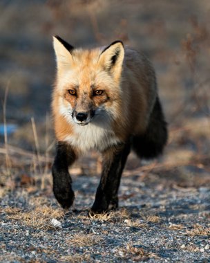Red Fox, bahar sezonunda ormanın arka planının bulanık olduğu ve çevresinin ve yaşam alanının tadını çıkardığı yakın plan profil ön görüntüsü. Fox Image 'da. Görüntü. Portre.