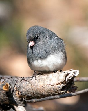 Junco kuşu, gri tüy tüyünü, başını, gözünü, gagasını, ayaklarını, çevresini ve yaşam alanını bulanık gösteren bir dala tünemişti..
