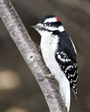 Ağaçkakan erkek, ağaç dalına tırmanıyor ve çevresindeki tüyleri ve arka plandaki bulanık yaşam alanını gösteriyor. Görüntü. Görüntü. Portre. 