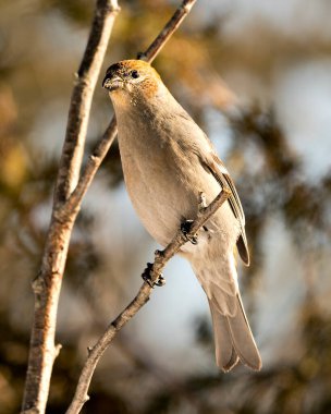 Pine Grosgaga 'nın yakın plan profil görüntüsü, çevresi ve doğal ortamında bulanık bir arka plana sahip. Görüntü. Görüntü. Portre. 