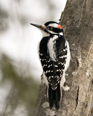 Ağaçkakan yakından profil görüntüsü ağaç gövdesine tırmanıyor ve çevresindeki tüyleri ve arka plandaki bulanık yaşam alanını gösteriyor. Görüntü. Görüntü. Portre.