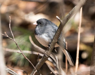 Junco kuşu, gri tüy tüyünü, baş, göz, gaga, ayak, çevresini ve yaşam alanını bulanık gösteren bir dalın üzerine tünemişti. Görüntü. Görüntü. Portre.
