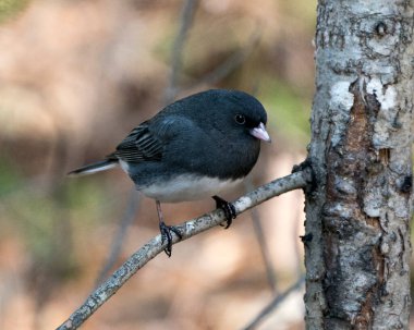 Junco kuşu, gri tüy tüyünü, baş, göz, gaga, ayak, çevresini ve yaşam alanını bulanık gösteren bir dalın üzerine tünemişti. Görüntü. Görüntü. Portre.