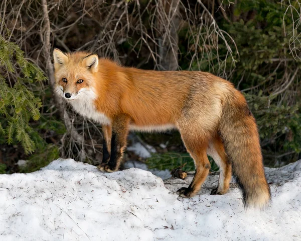 Red fox looking at camera in the winter season in its environment and habitat with blur forest  background displaying bushy fox tail, fur. Picture. Portrait. Fox Image.