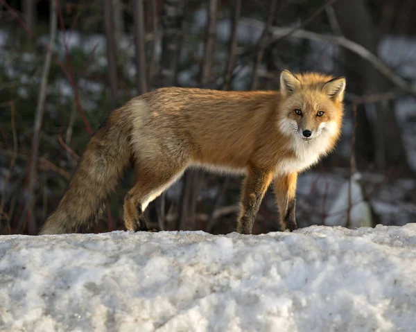 Red fox looking at camera in the winter season in its environment and habitat with blur forest  background displaying bushy fox tail, fur. Fox Image. Picture. Portrait.
