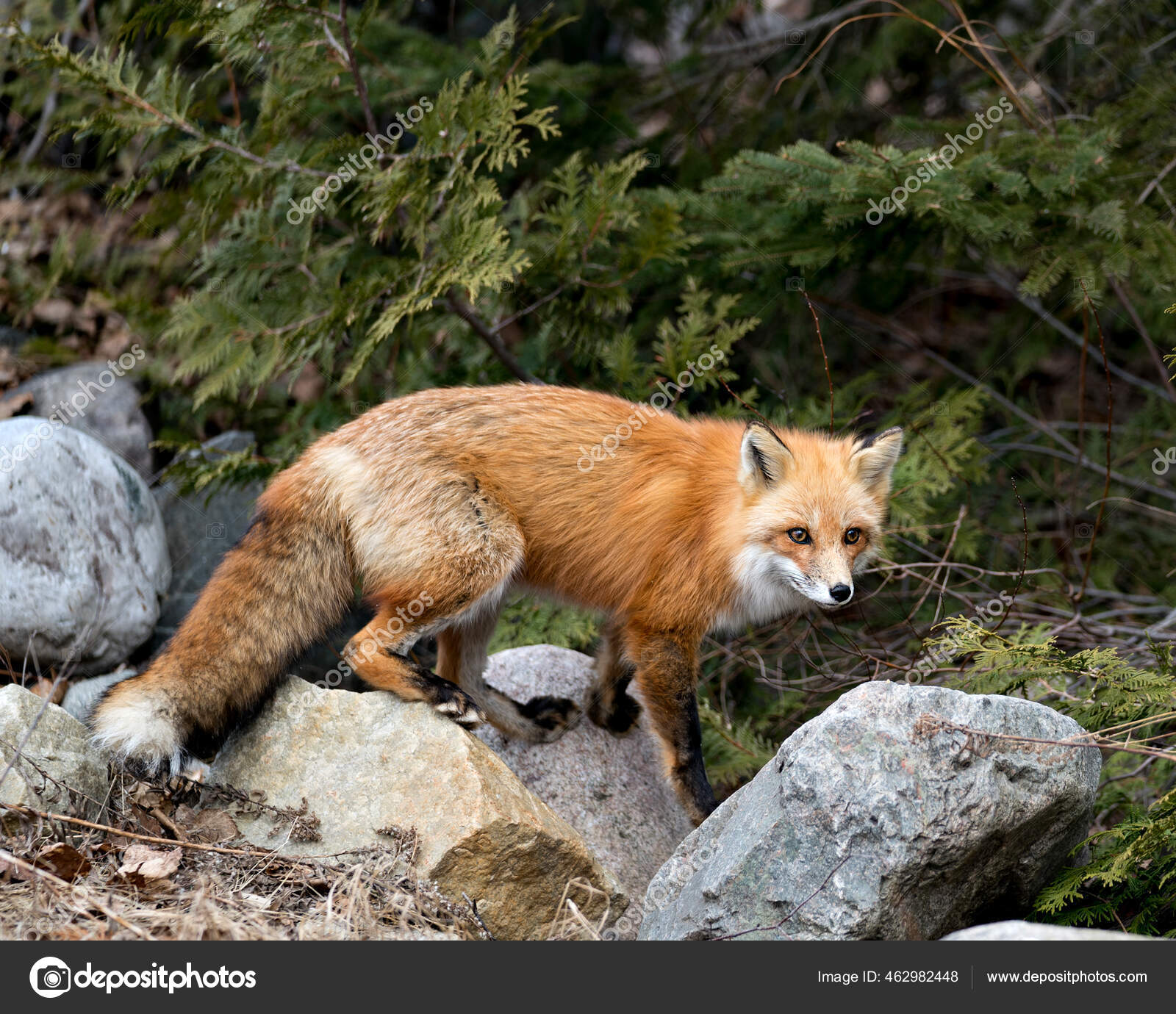 Red Fox Side View