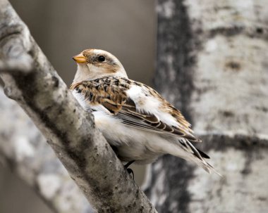 Bunting kuş yakın görüş, bir ağaç dalı üzerine tünemiş çevre ve habitat bulanık bir arka plan. Görüntü. Görüntü. Portre.