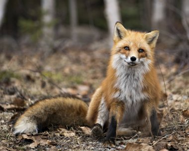 Red Fox 'un yakın plan profil görüntüsü bahar mevsiminde arka planda ve doğal ortamında bulanık huş ağaçları olan kameraya bakıyor. Görüntü. Portre. Tilki Resmi.