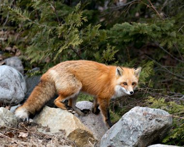 Red Fox profil yan görüntüsü bahar mevsiminde kayaların üzerinde duruyor. Çevresindeki ve habitatındaki kozalaklı ağaçlar bulanık. Görüntü. Portre. Tilki Resmi.
