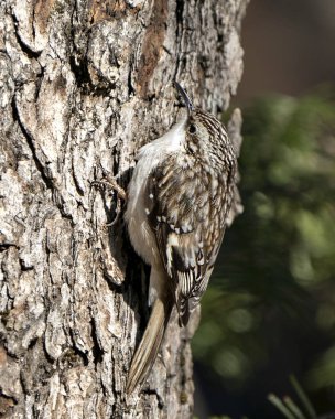 Kahverengi sarmaşık kuşu bir ağaç gövdesine yakın çekim yaparak çevresindeki ve habitatındaki böcekleri arıyor ve kahverengi kamuflaj tüyleri, kavisli pençeler kancasını sergiliyor. Yakın plan. Görüntü. Görüntü. Portre. 