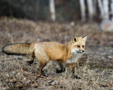 Red Fox 'un yakın plan profili, bahar mevsiminde yiyecek arayışında. Çevresi ve yaşam alanı bulanık. Görüntü. Portre. Tilki Resmi.