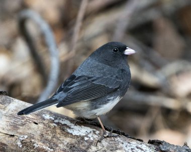 Junco erkek kuşu, ormandaki yaşam alanı ve çevresindeki bulanık bir arka plana sahip bir ağaç dalına tünemiş. Görüntü. Görüntü. Portre.
