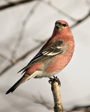 Pine Grosgaga 'nın yakın plan profil görüntüsü, çevresi ve doğal ortamında bulanık bir arka plana sahip. Görüntü. Görüntü. Portre. 