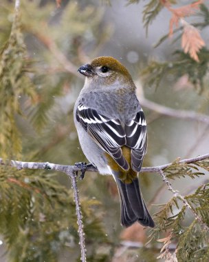 Pine Grosgaga 'nın yakın plan profil görüntüsü, sedir ağacı dalına tünemiş, arka planı bulanık, çevresi ve habitatı karla kaplı. Görüntü. Görüntü. Portre. 