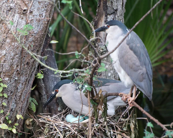 Schwarzgekrönte Nachtreihereier Auf Dem Nest Mit Einem Hintergrund Seiner Umgebung — Stockfoto