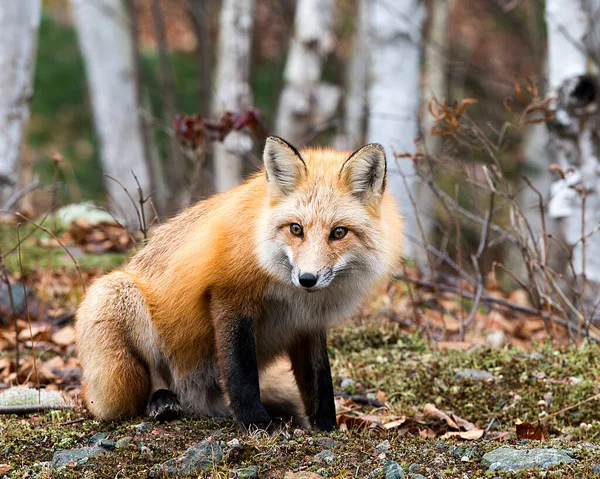 Red Fox Close Profilo Vista Nella Foresta Seduto Sul Muschio — Foto Stock