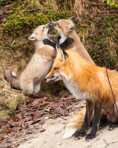 Red Fox Zwierząt Matka Zestaw Lisy Lesie Venture Out Ich — Zdjęcie stockowe