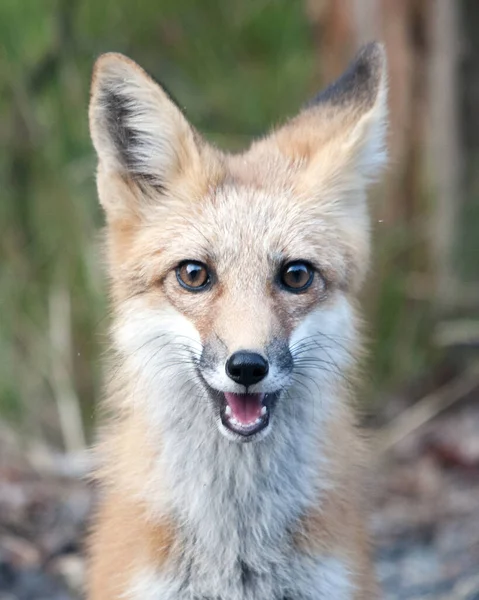 Red Fox Cabeça Close Perfil Vista Floresta Olhando Para Câmera — Fotografia de Stock