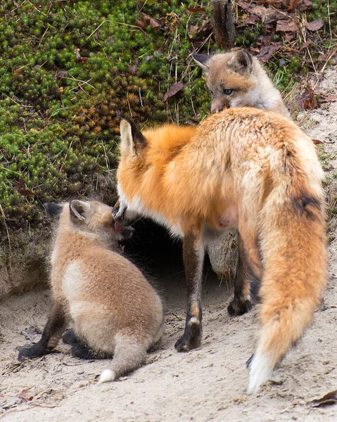 Red Fox Matka Kojenecká Souprava Lišky Lese Odvážit Svého Doupěte — Stock fotografie