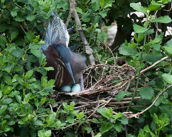 Grünreiher Aus Nächster Nähe Auf Dem Nest Mit Eiern Mit — Stockfoto