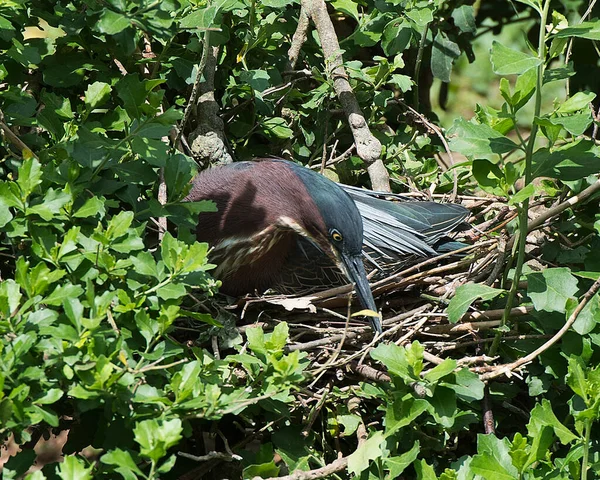 Grünreiher Aus Nächster Nähe Auf Dem Nest Mit Eiern Mit — Stockfoto