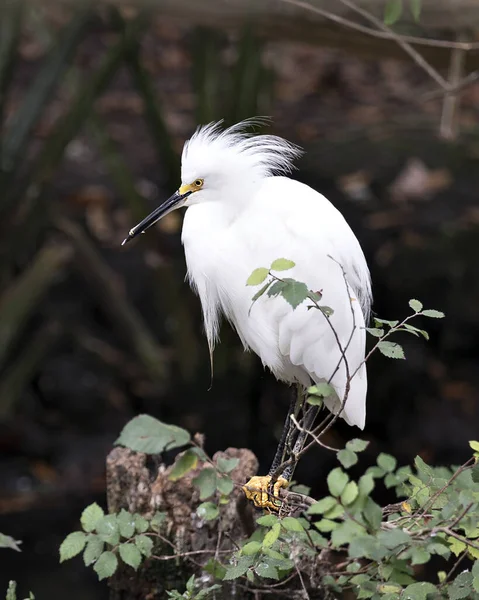 Snowy Egret Zbliżenie Profil Widok Siedzący Gałęzi Wyświetlające Białe Upierzenie — Zdjęcie stockowe