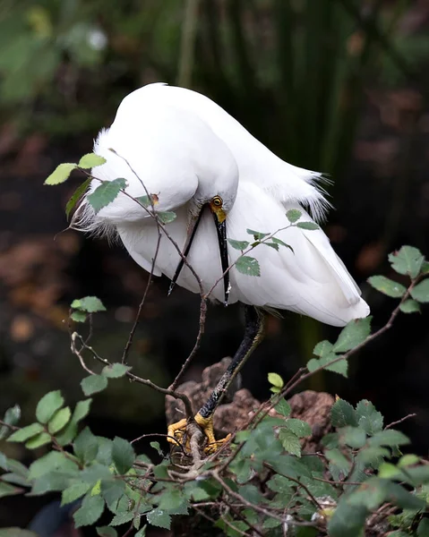 Snowy Egret Zbliżenie Profil Widok Siedzący Gałęzi Otwartym Dziobem Boku — Zdjęcie stockowe