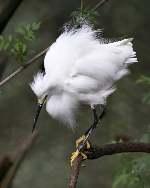 Snowy Egret Zbliżenie Profil Widok Siedzący Rozmytym Tle Wyświetlające Białe — Zdjęcie stockowe