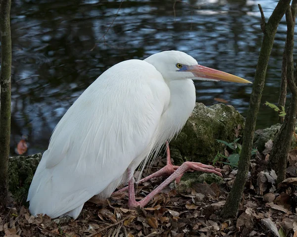 White Heron Zbliżenie Profil Widok Spoczynku Nad Wodą Wyświetlając Piękne — Zdjęcie stockowe