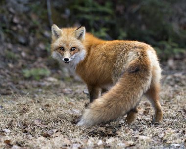 Red Fox yan görüntüsü, bahar sezonunda kameraya bakıyor. Çevresinde bulanık bir arka plan ve tüylü kuyruk, kürk sergiliyor. Fox Image 'da. Görüntü. Portre.