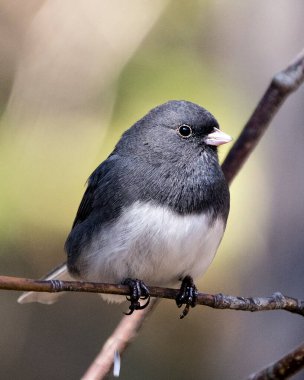 Junco kuşu, gri tüy tüyünü, başını, gözünü, gagasını, ayaklarını, çevresini ve yaşam alanını bulanık gösteren bir dala tünemişti..